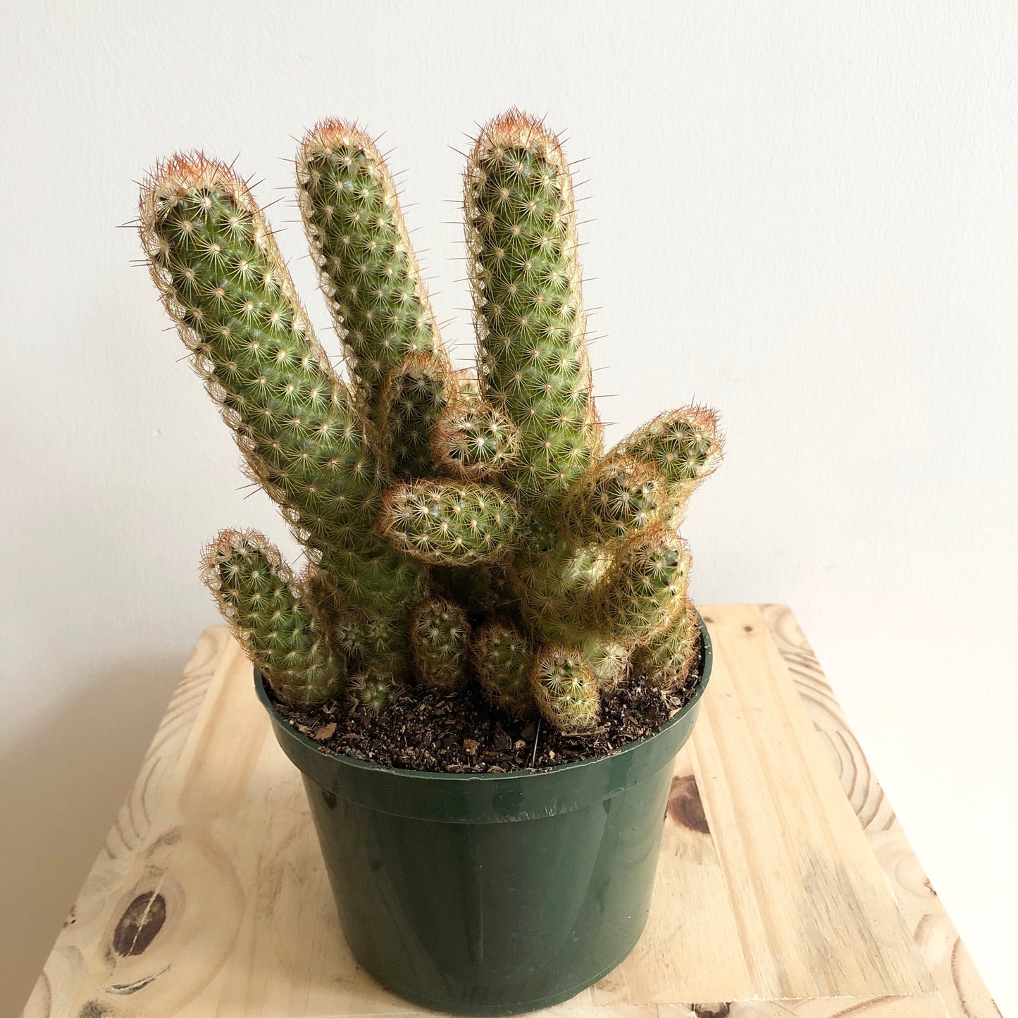 Lady Finger Cactus