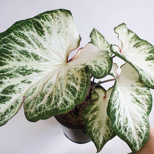 Caladium White Majesty