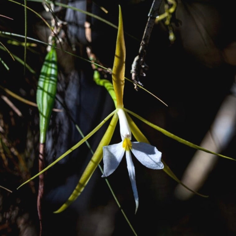 Epidendrum nocturnum - Night Scented’ Orchid