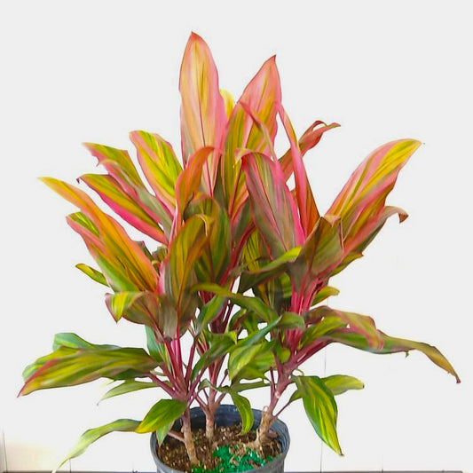 Cordyline Harlequin