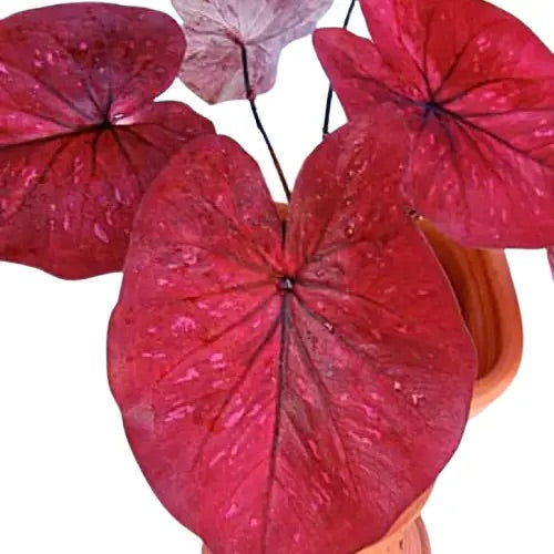 Caladium Hot Lips