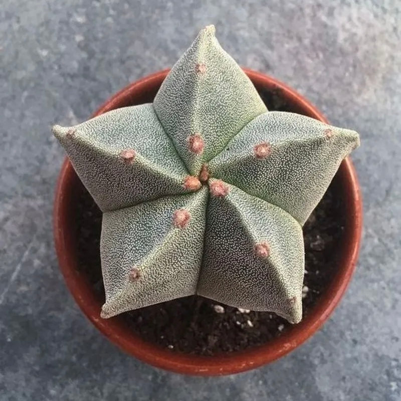 Bishop’s Cap Cactus