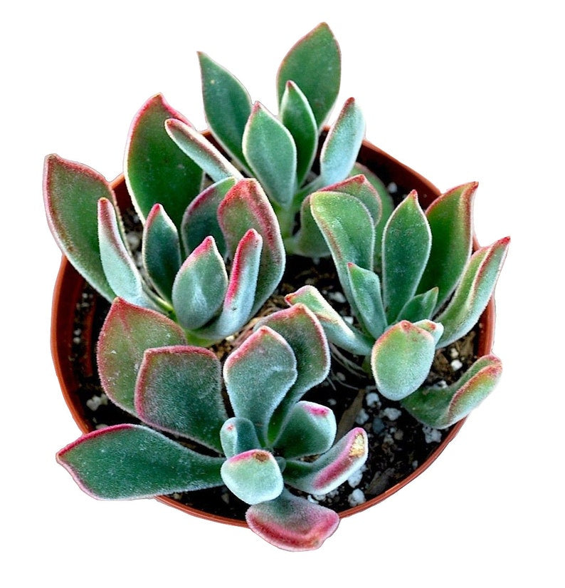 Echeveria Harmsii - Plush Plant