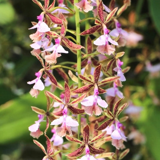 Epidendrum stamfordianum - Pink Lip