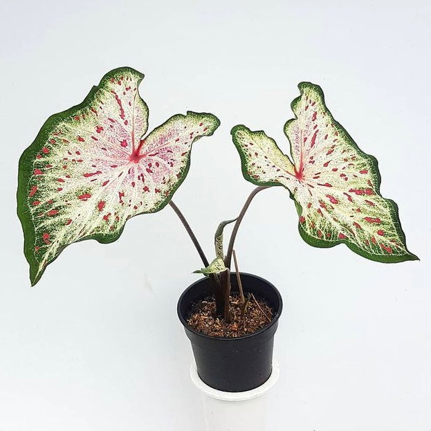 Caladium Heart & Soul