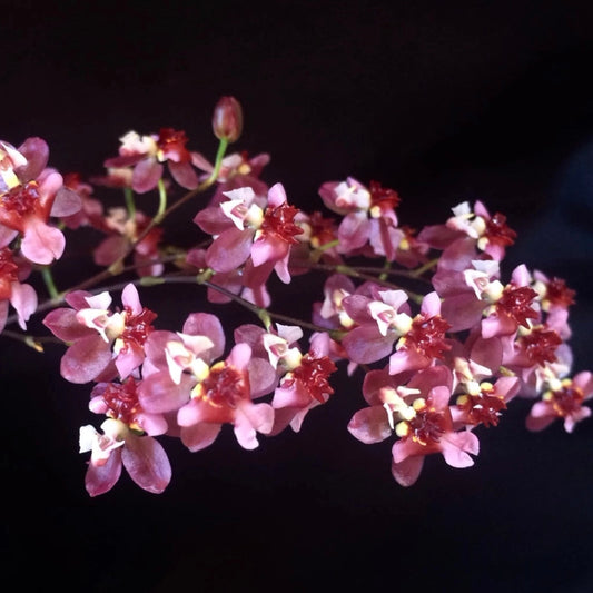 Oncidium twinkle - Pink Profusion