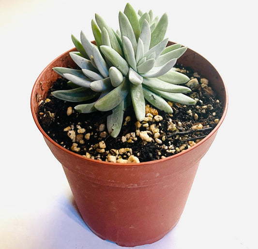 Dudleya