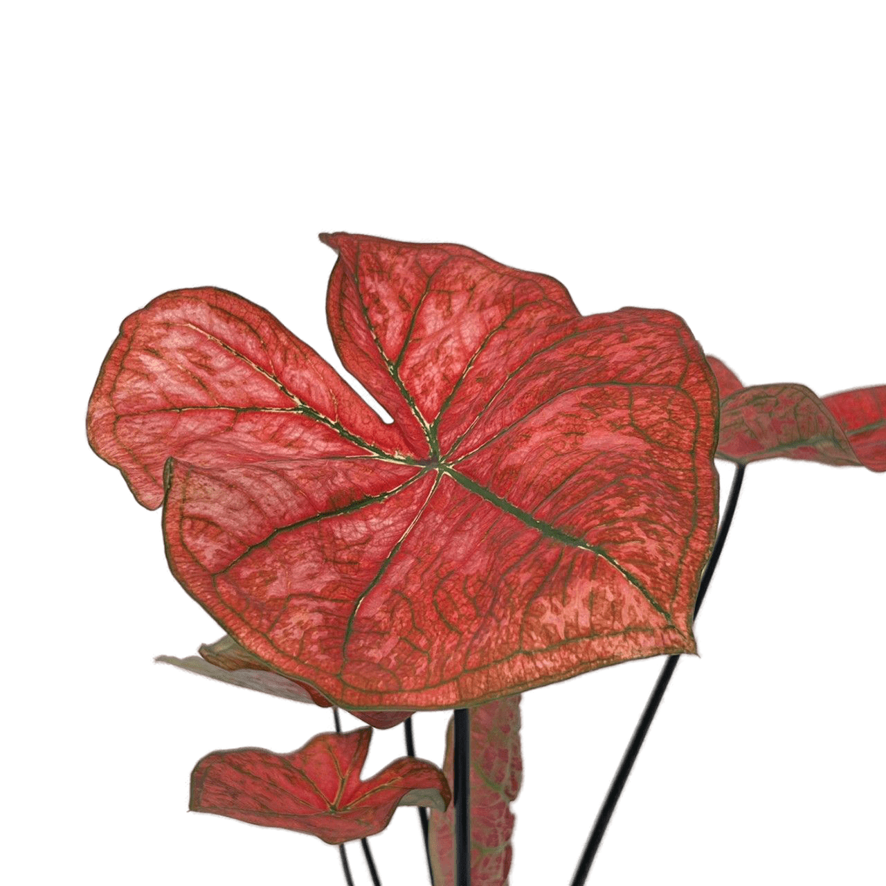 Caladium Festivia