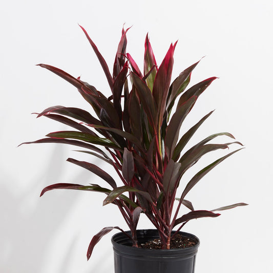 Cordyline Hawaiian Boy