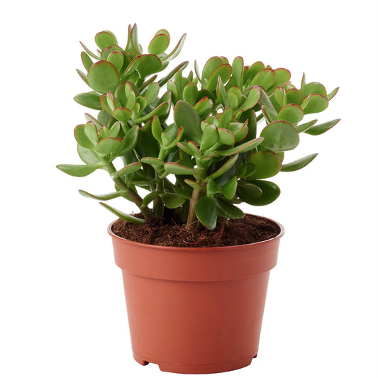 Jade Plant - Crassula ovata