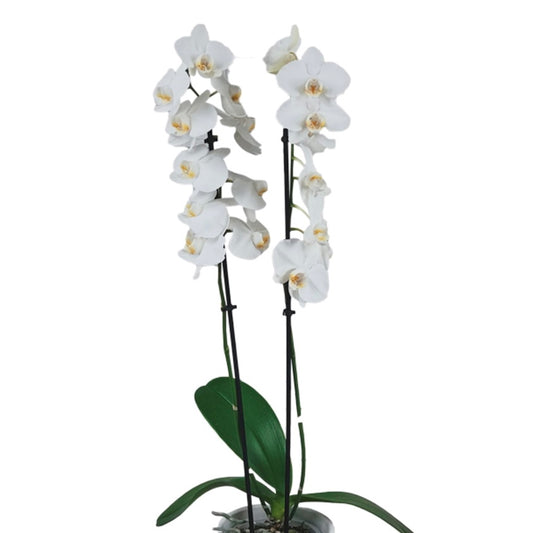 Phalaenopsis Aphrodite - Aphrodite