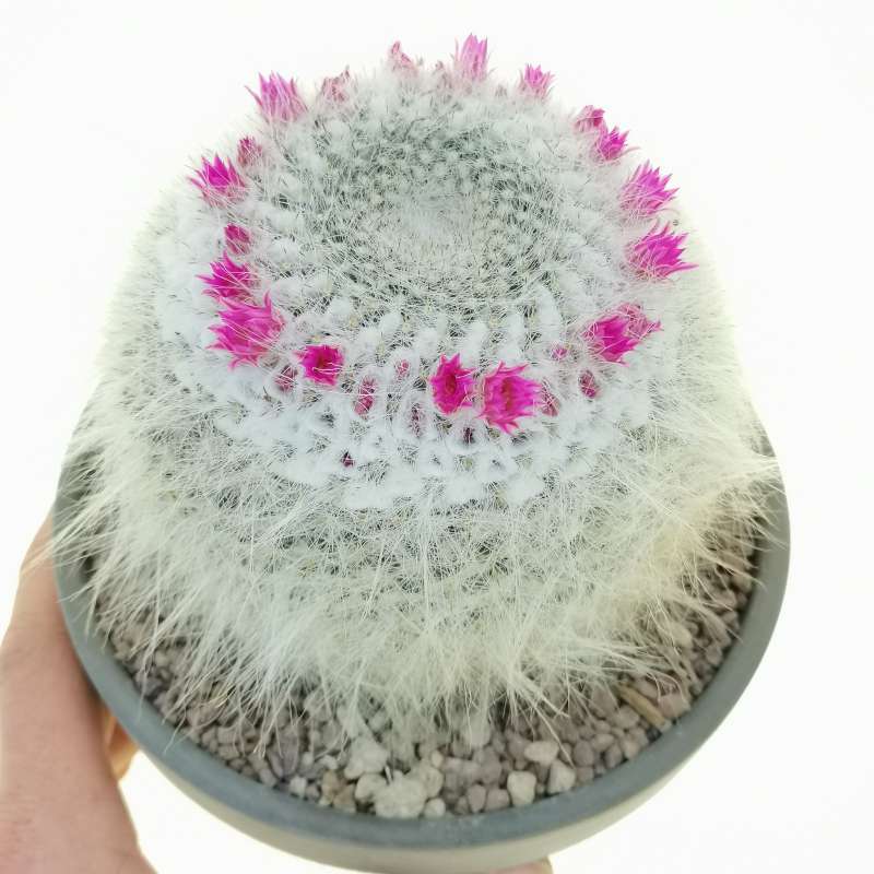 Old Lady Cactus