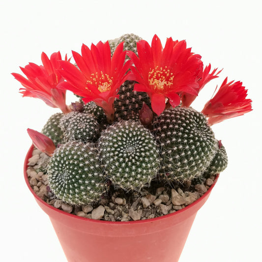 Crown Cactus