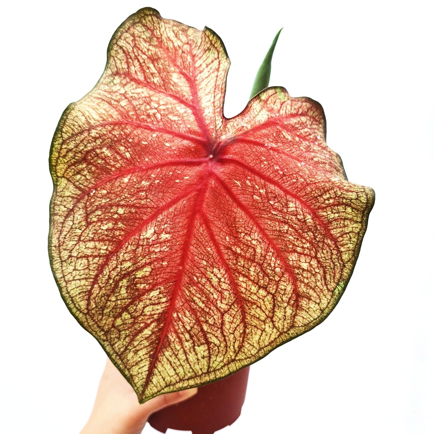 Caladium Southern Charm