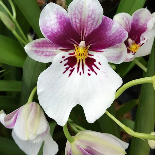 Miltoniopsis - Princess Diana