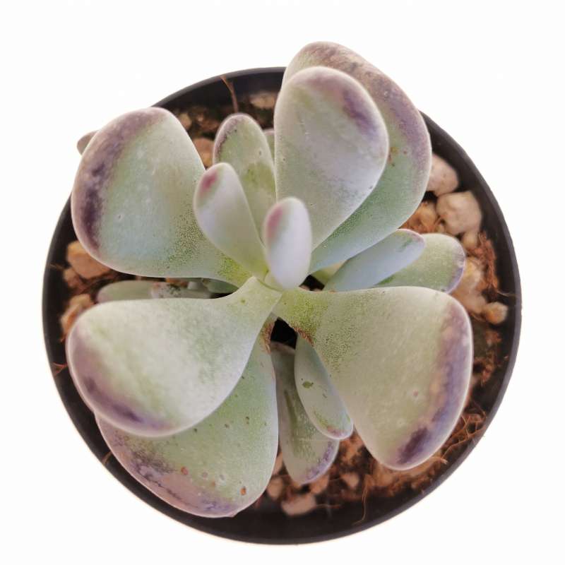 Pig’s Ear - Cotyledon Orbiculata