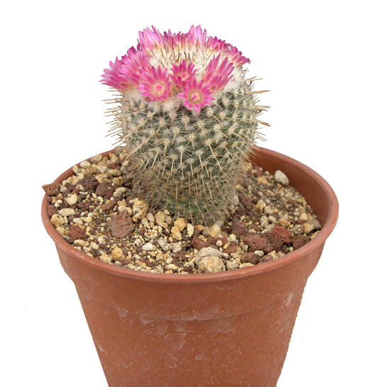 Spiny Pincushion Cactus