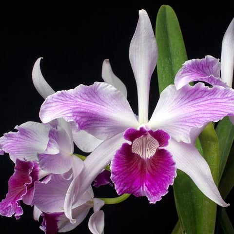 Laelia Purpurata Var. Striata Stars and Bars  x Var. Flamea - Queen of the Laelias