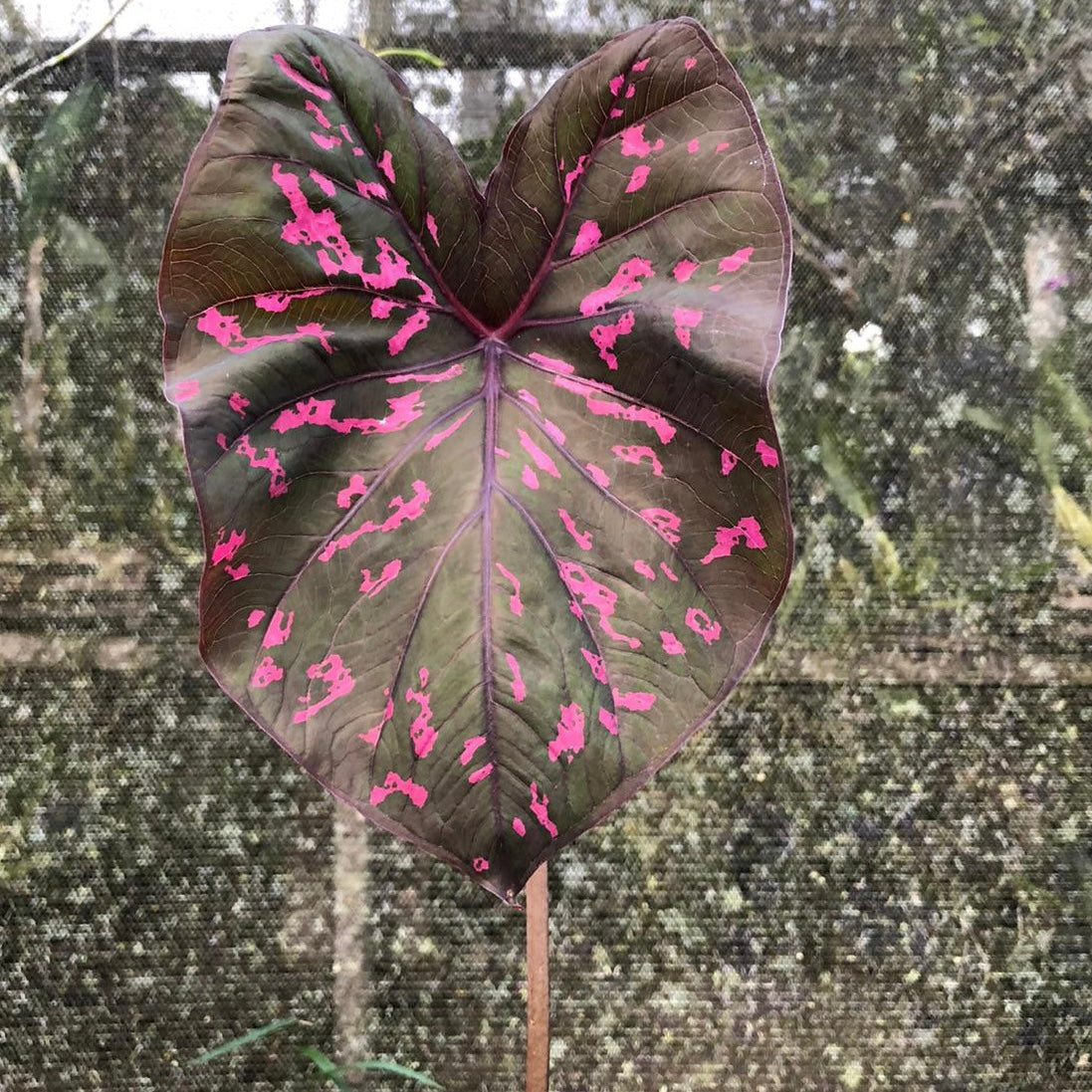 Caladium Rubicundum Bicolor