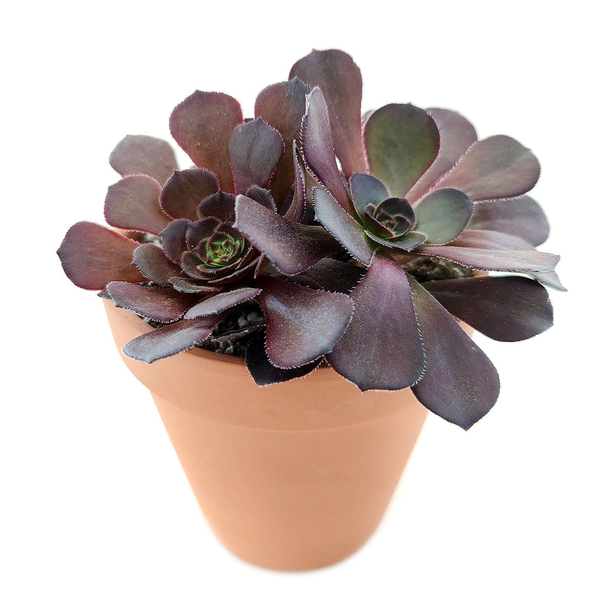 Zwartkop Aeonium - Black Rose