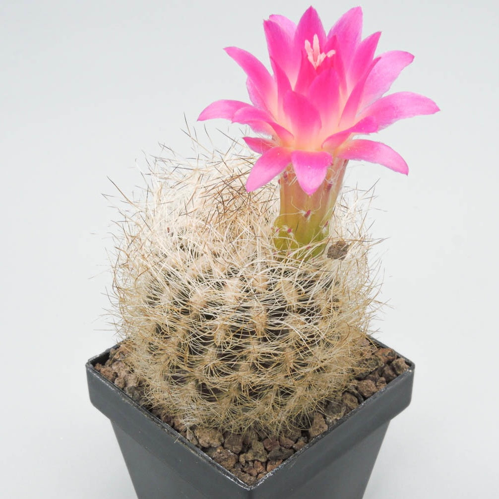 Eriosyce Cactus