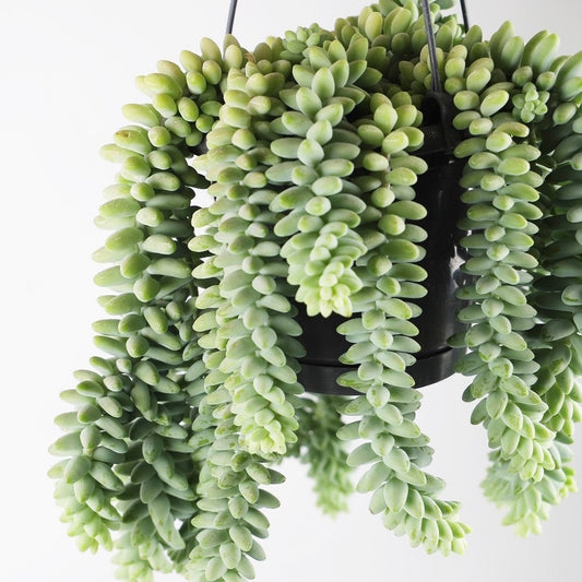 Burro’s Tail