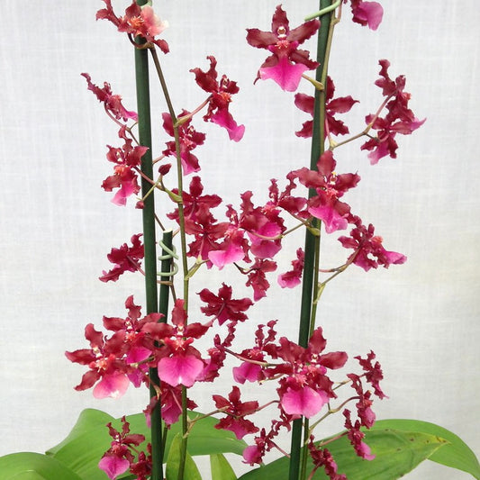 Oncidium Sharry Baby - Red Fantasy