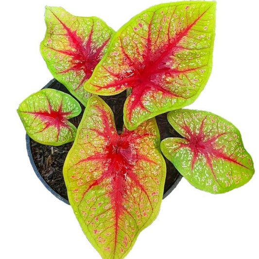 Caladium Tears Of The Sun