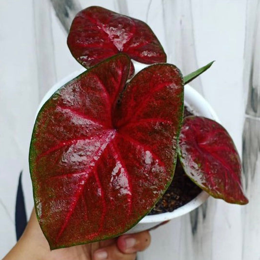 Caladium Red Devil