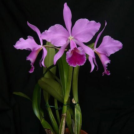 Cattleya labiata - Ruby-lipped Cattleya