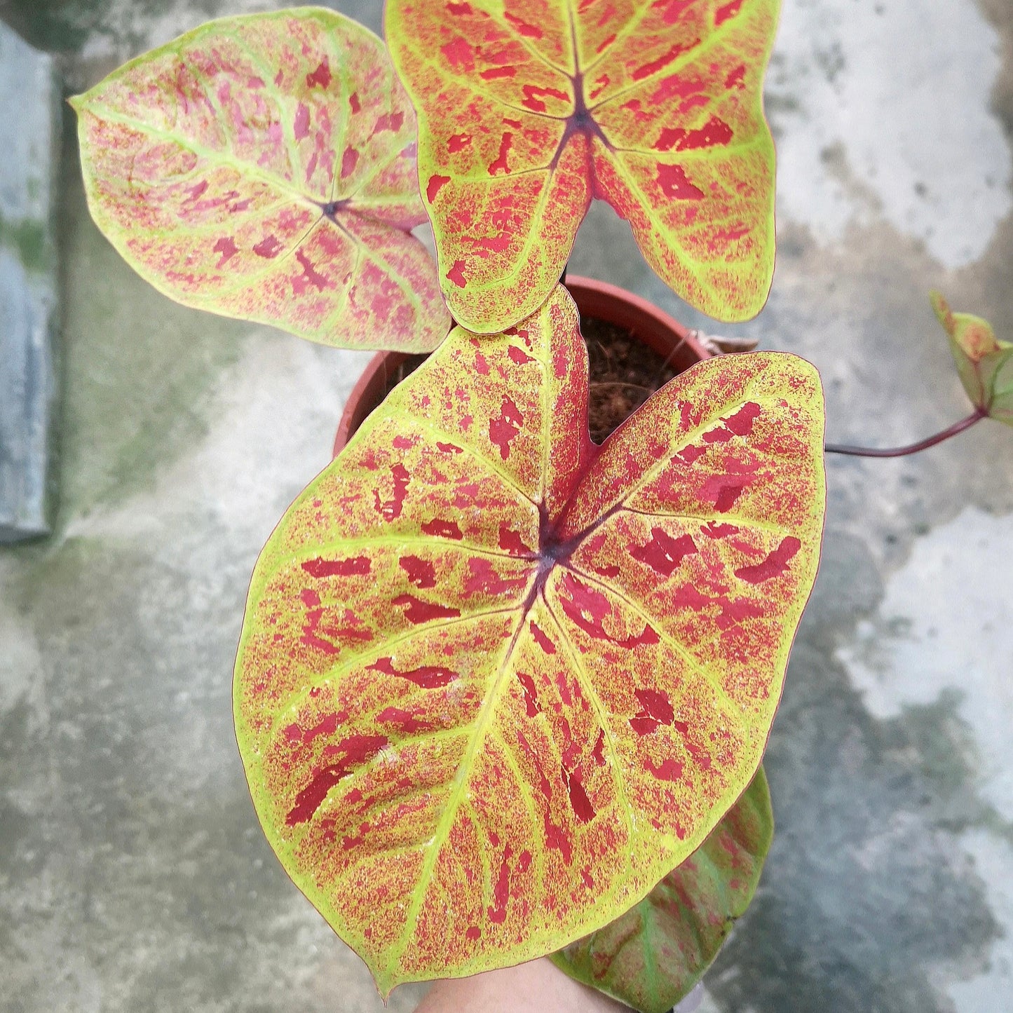 Caladium New Wave