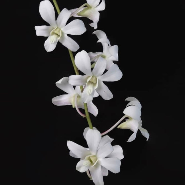 Dendrobium Jaquelyn Thomas - Uniwai Mist