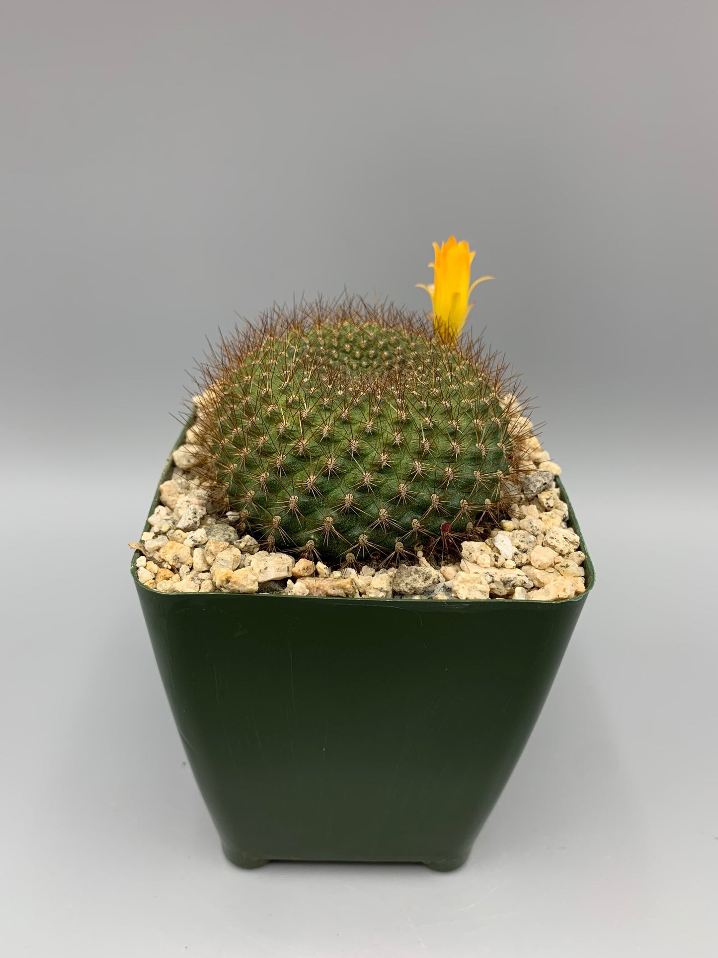 Arizona Barrel Cactus