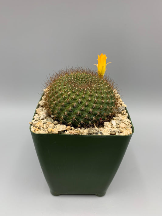 Arizona Barrel Cactus