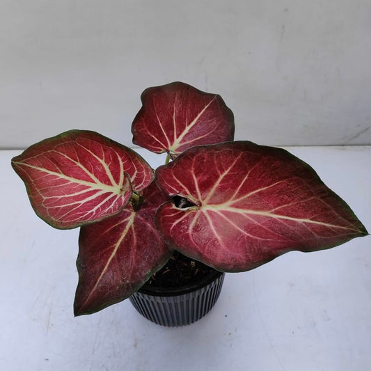 Caladium Rich of Thai