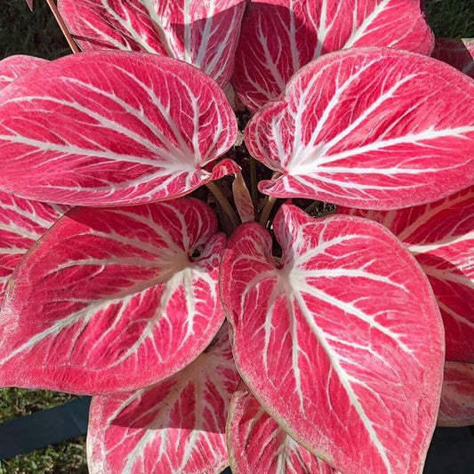 Caladium Khong Kwan