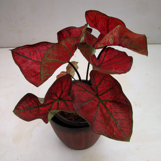 Caladium Bubble