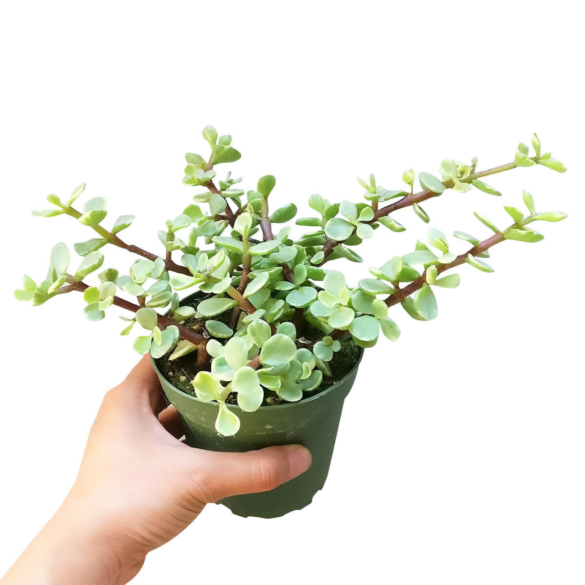 Elephant Plant - Portulacaria Afra