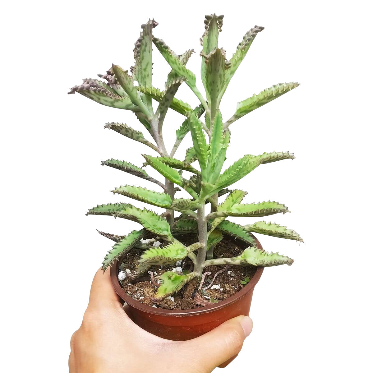 Mother of Thousands - Kalanchoe Daigremontiana