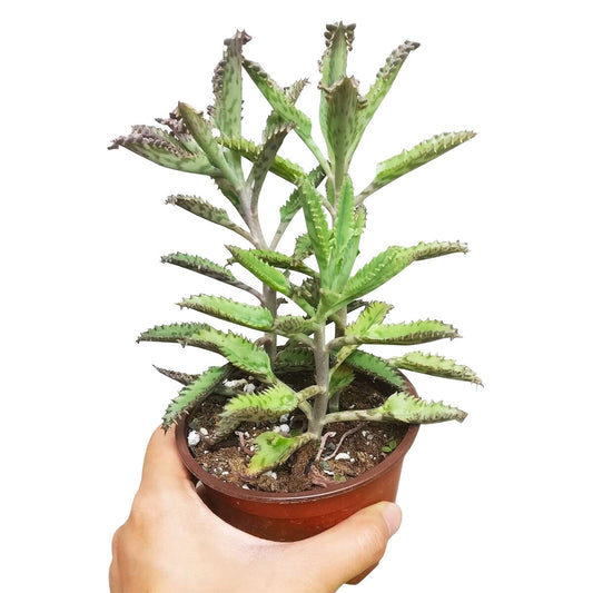 Mother of Thousands - Kalanchoe Daigremontiana