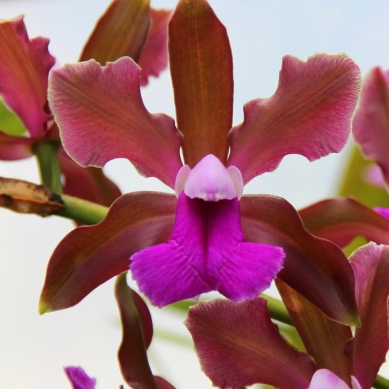 Cattleya Bicolor