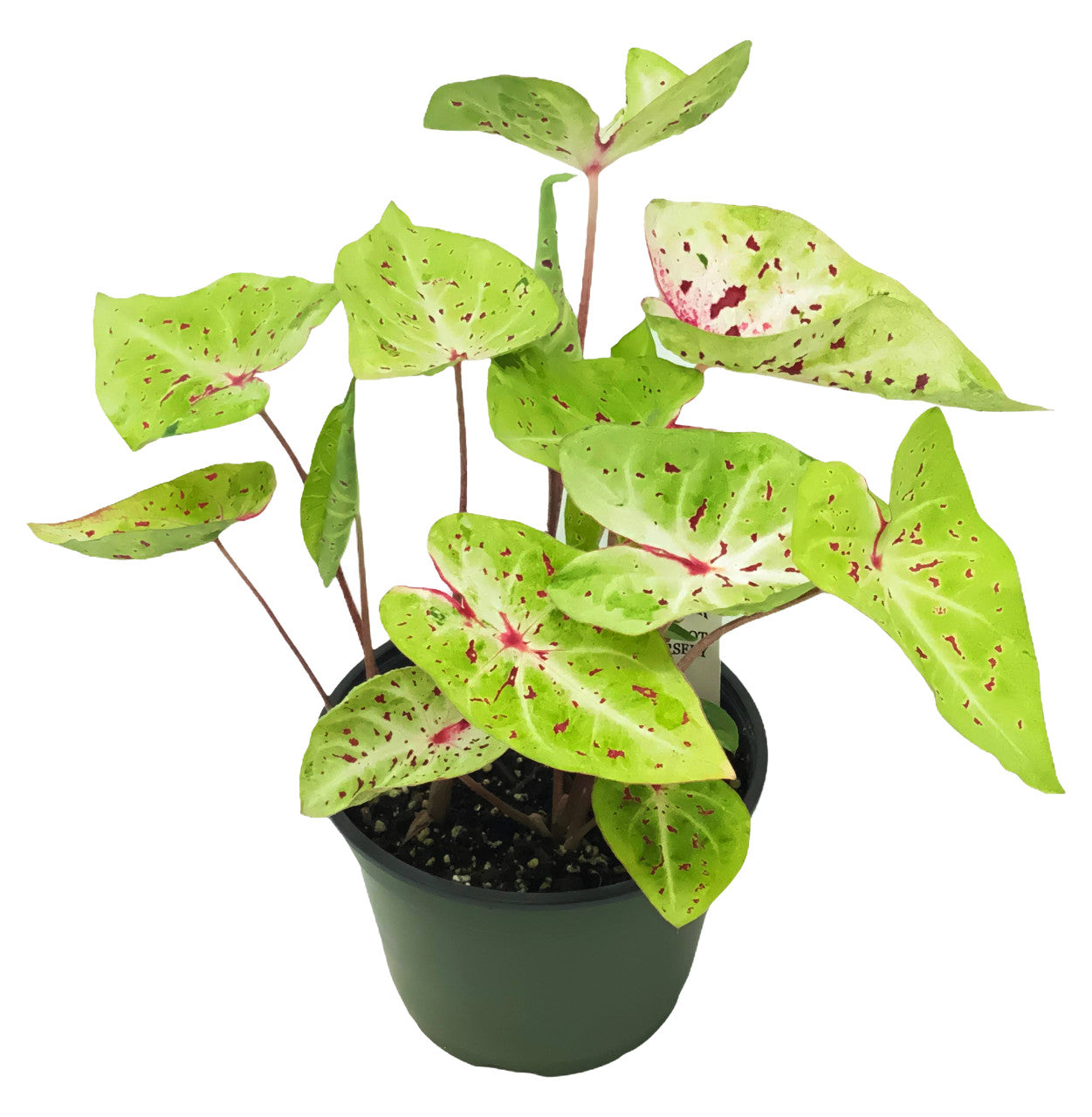 Caladium Miss Muffet