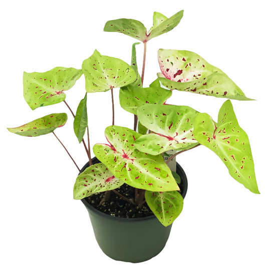 Caladium Miss Muffet