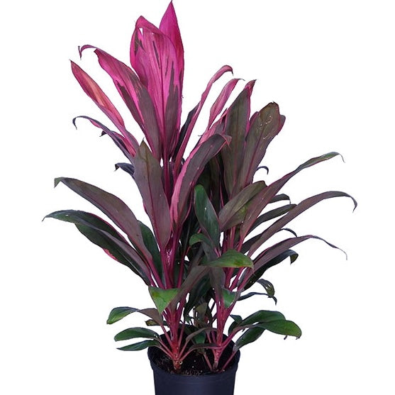 Cordyline Florida Red