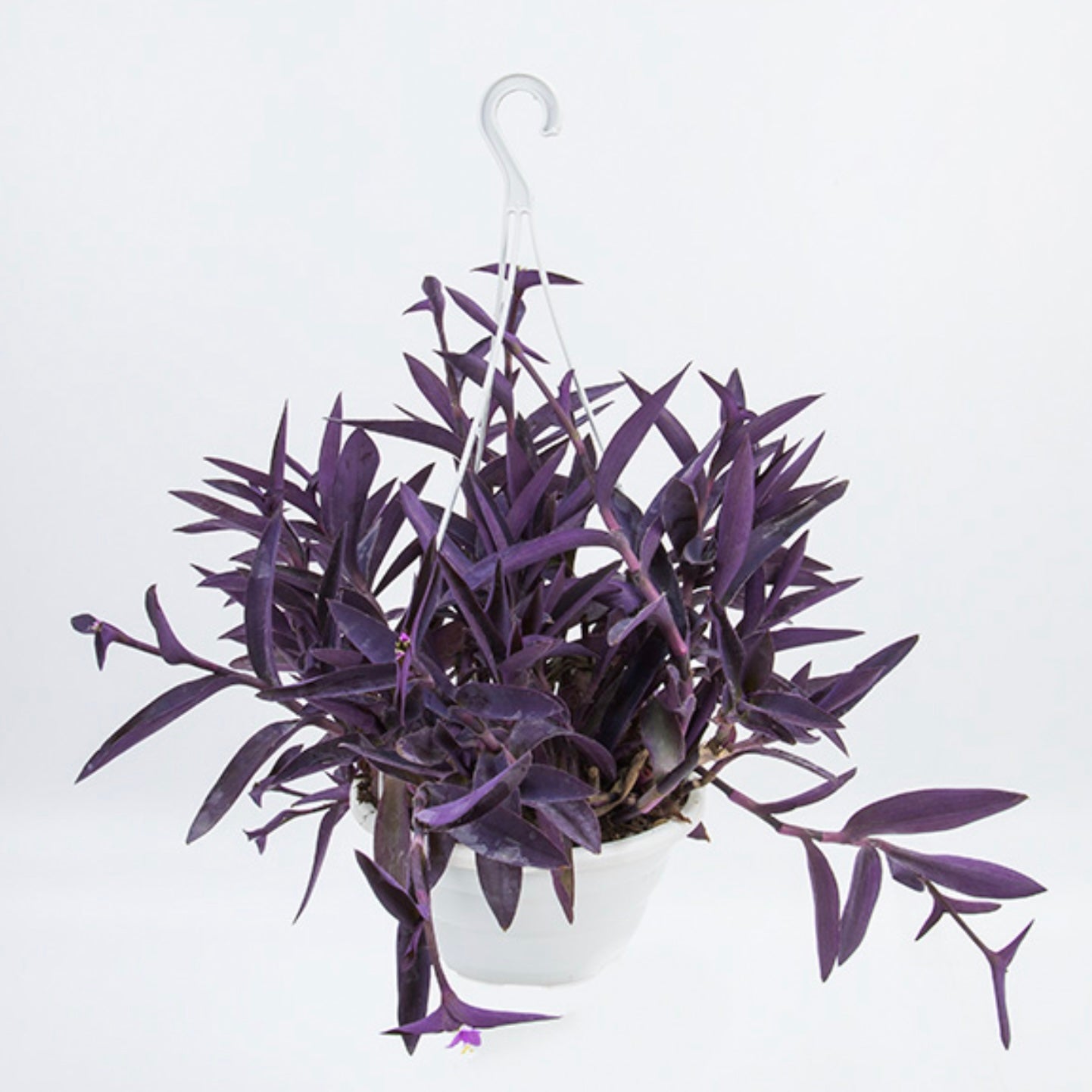 Tradescantia Pallida - Purple Heart