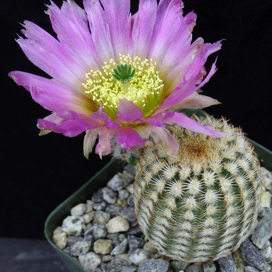 Strawberry Cactus