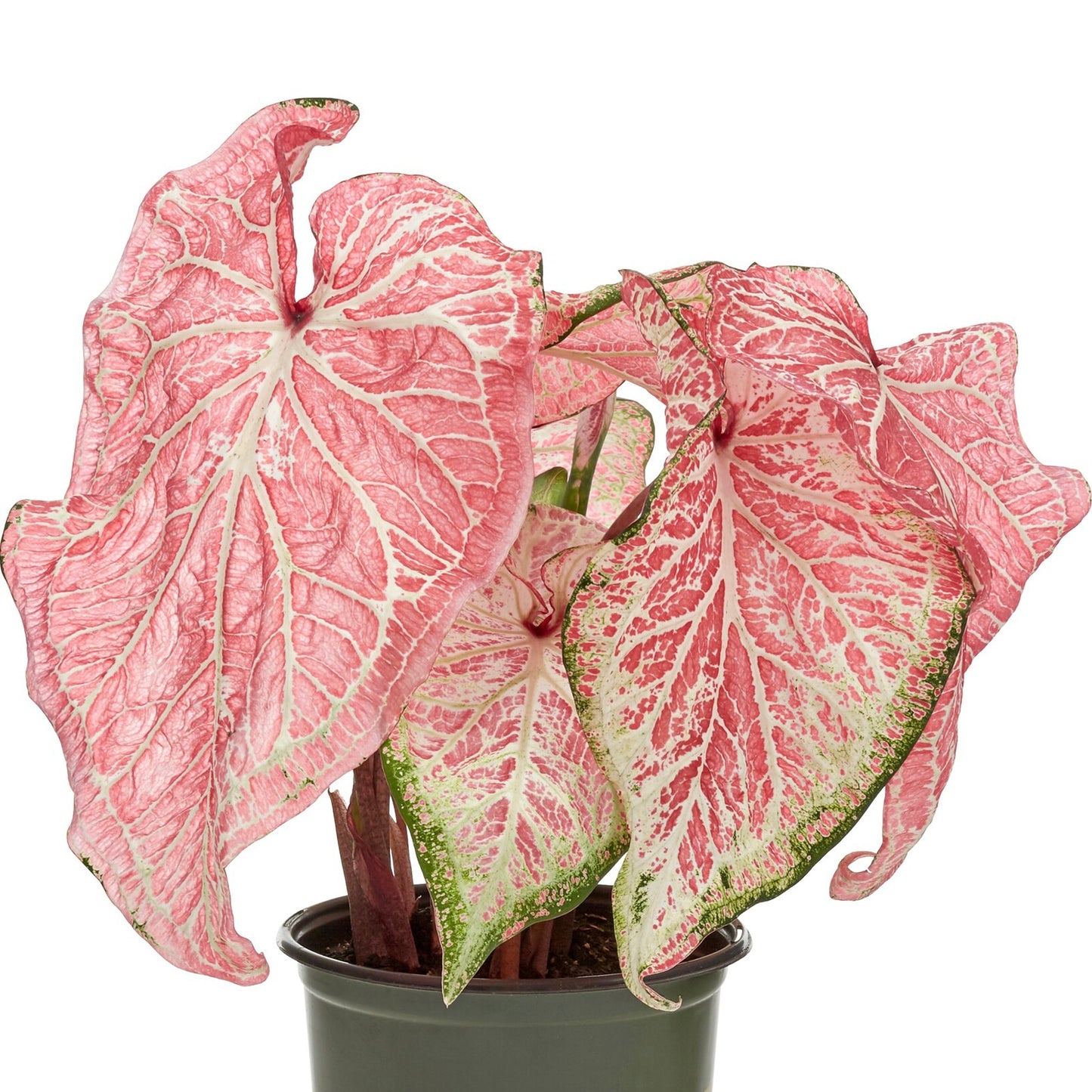 Caladium Pretty Pink