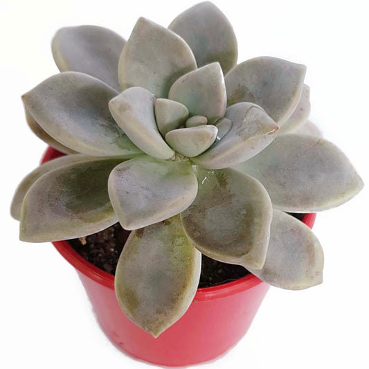 Ghost Plant - Graptopetalum Paraguayense