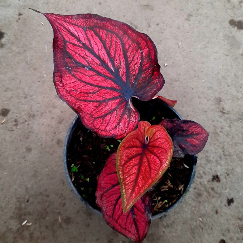 Caladium Red Kujang