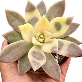 Variegated Ghost Plant - Graptopetalum Paraguayense